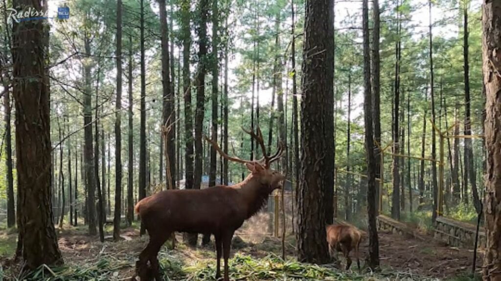 Reasons You all Love Visiting Murree Wildlife Park